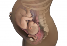 Anne Karnında Bebek